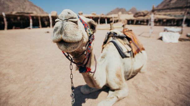 Varázslatos vakáció Sharm El Sheikh-en!
