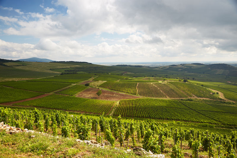 Tokaj-Hegyalja