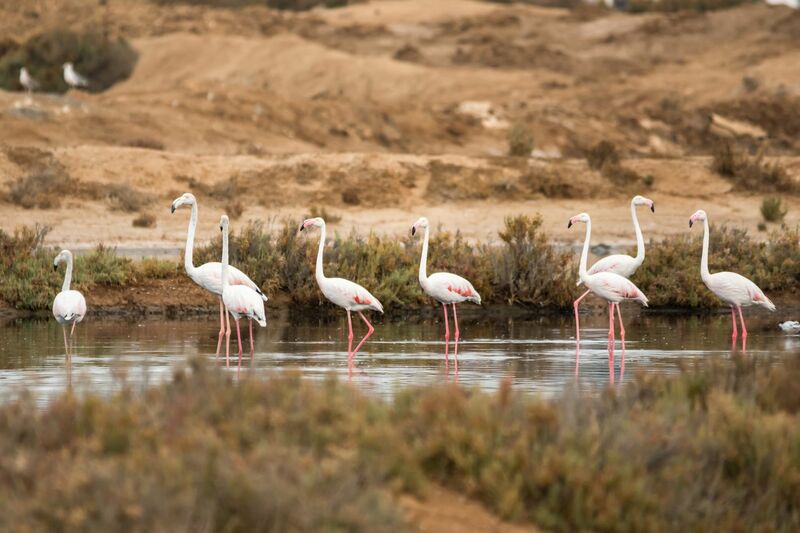 Ria Formosa Nemzeti Park