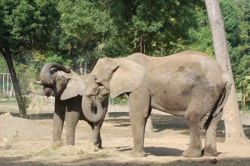 Sóstó ZOO