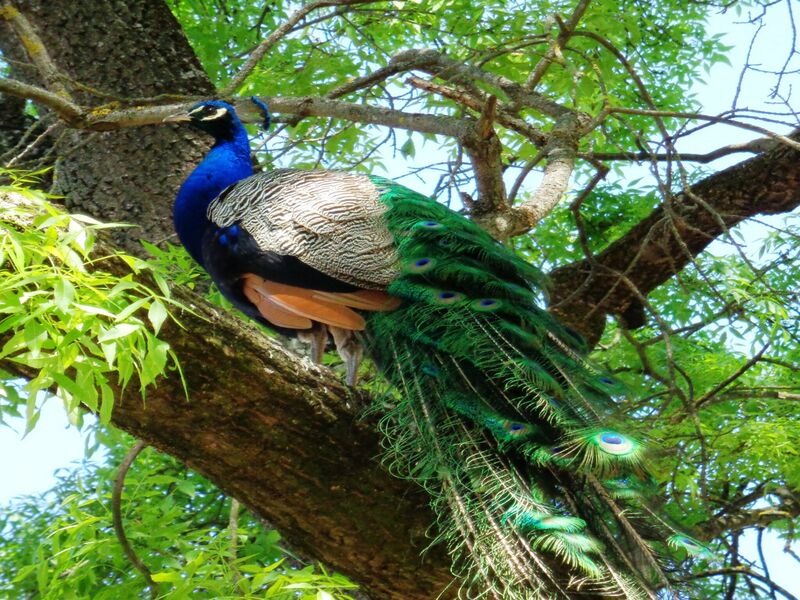 Szarvasi Arborétum