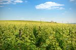 Hajós borkaland Tokaj-Hegyalján!