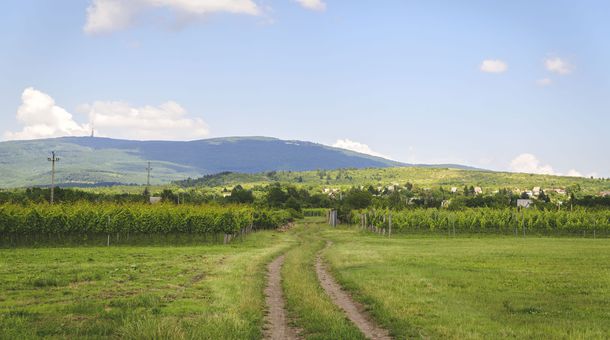 Dominium Pincészet és Panzió