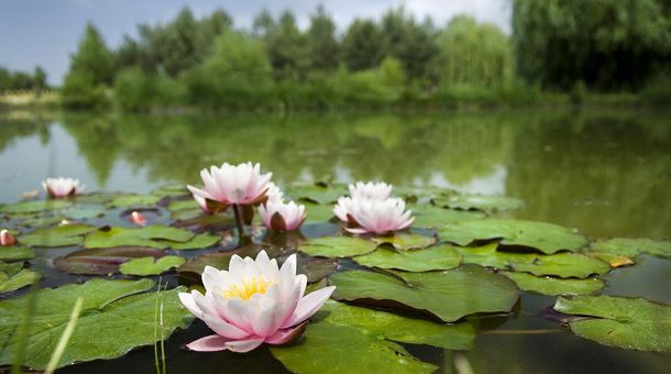 Bodrogi Kúria Wellness Hotel****