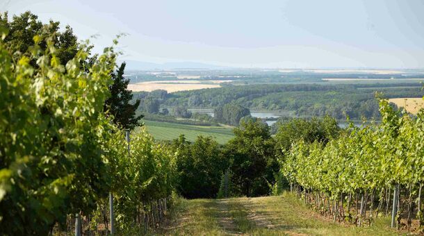 Palkonyha Panzió Speiz