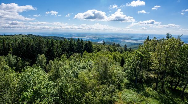Fogadó a Kóbor Macskához