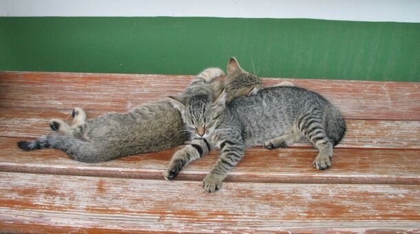 Abbázia Country Club***