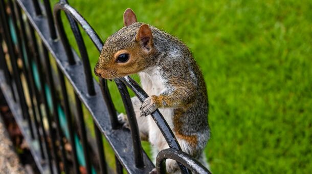 Kiruccanás Londonba!