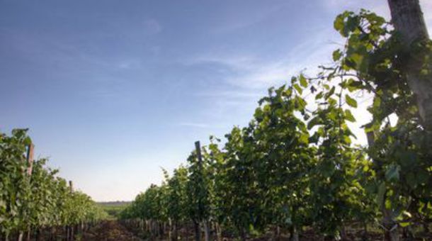 Angyal Borászat és Szőlőbirtok