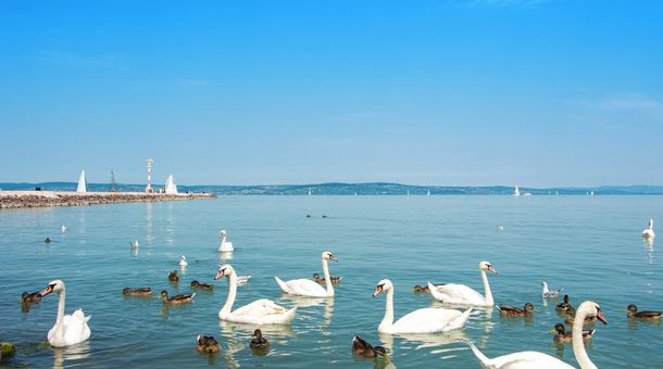 Royal Mediterran****