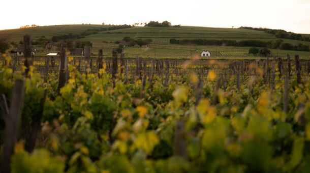 Viale Boutique Hotel****