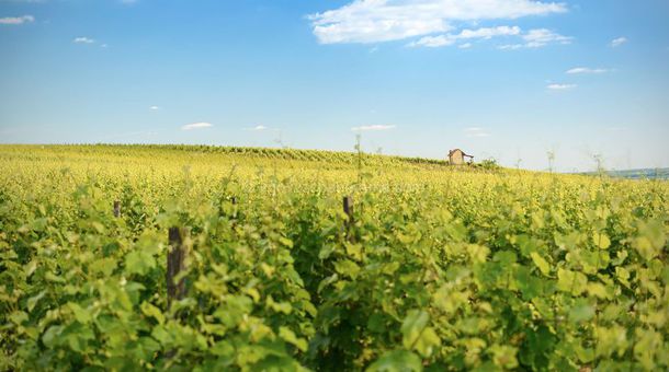 Mercure Tokaj Center****