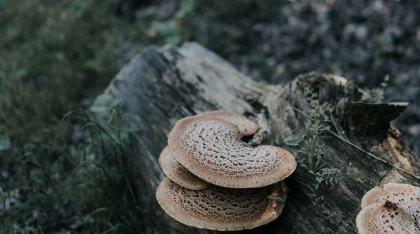 Sziget Hotel Veránka