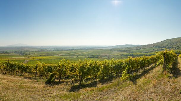 Angyal Borászat és Szőlőbirtok