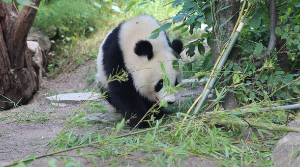 Röpke kiruccanás Bécsbe!