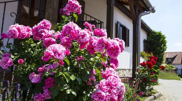 Öreg Prés Butikhotel