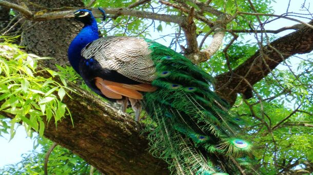 Aranyszarvas Panzió****, Étterem és Grillterasz