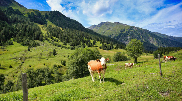Rauris, az Alpok arany völgye!