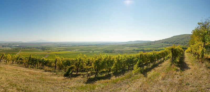 Angyal Borászat és Szőlőbirtok