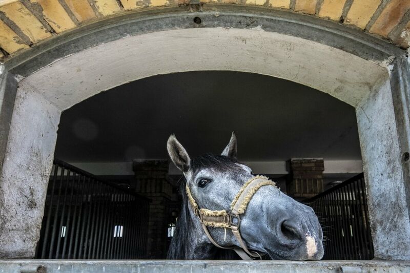 Történelmi Lovasjátékok
