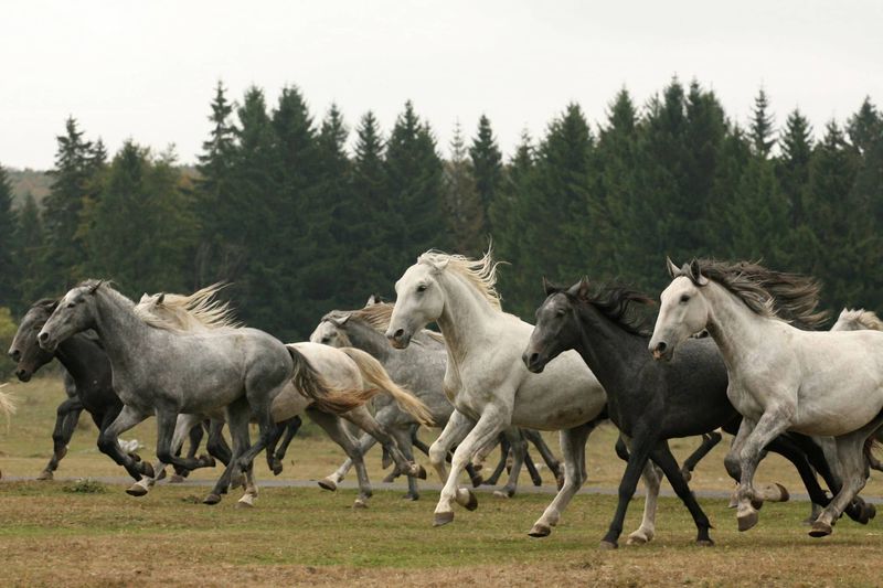 Szilvásváradi ménes