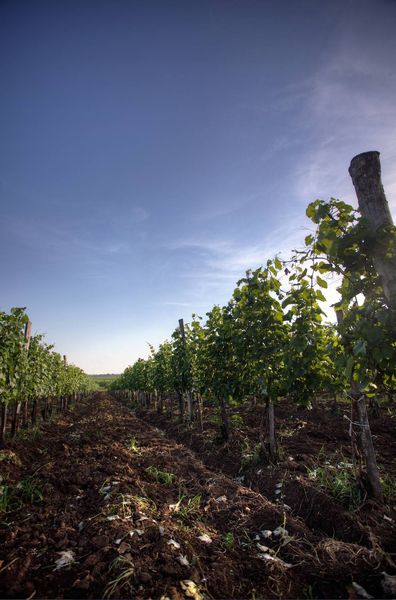 Angyal Borászat és Szőlőbirtok