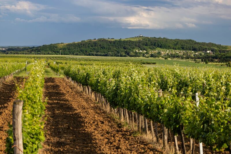 Gombos-hegyi pincesor