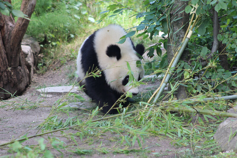 Schönnbrunni állatkert