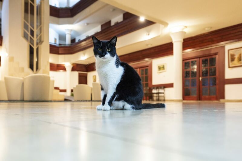 Solar Lajos, a szálloda cicája