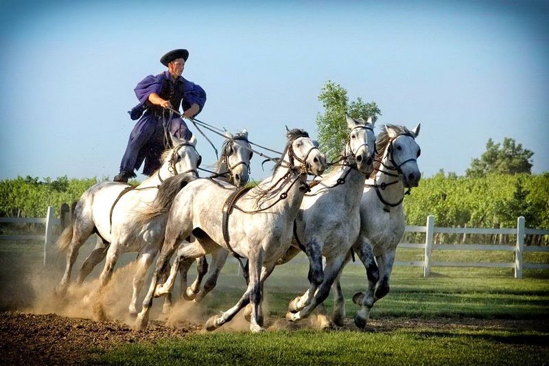 Rádpuszta Gasztro Élménybirtok